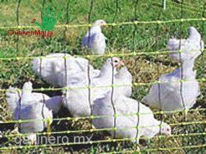 malla para gallinero