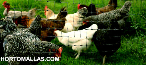 Aves de corral protegidas