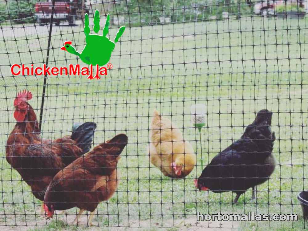 chickenmalla protegiendo de depredadores